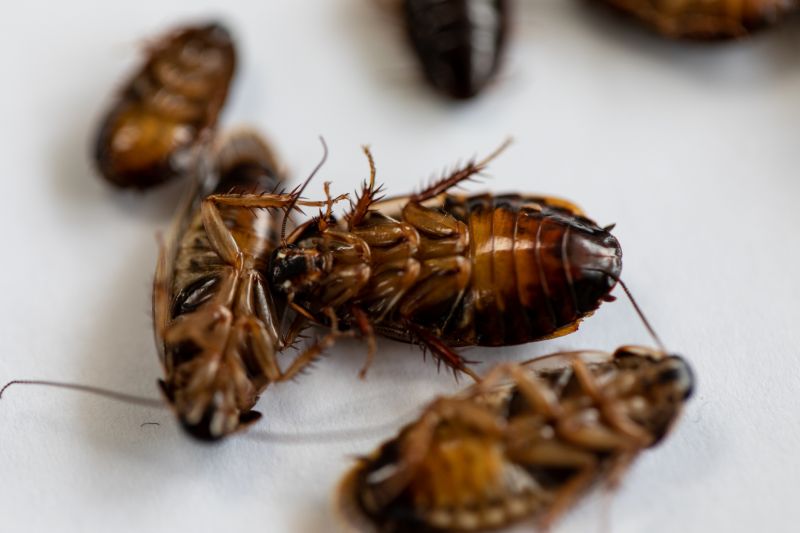 Cockroach Fumigation Service